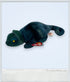 1997 - Beanie Babies Collection: Rainbow The Iguana - Collectible Toys - ThrowbackBuys - ThrowbackBuys
