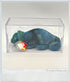 1997 - Beanie Babies Collection: Rainbow The Iguana - Collectible Toys - ThrowbackBuys - ThrowbackBuys
