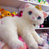 Vintage 2004 Barbie Serafina Plush Cat - Life Size 32”
