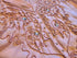 Vintage Pink Donna Toran Outfit