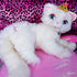 Vintage 2004 Barbie Serafina Plush Cat - Life Size 32”