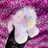 Vintage 2005 Webkinz Pig Plush Lot - Ganz Pig and Lil Kinz